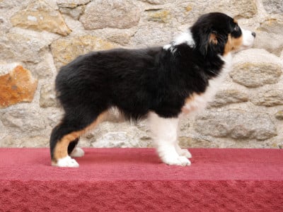 Les chiots de Berger Américain Miniature 