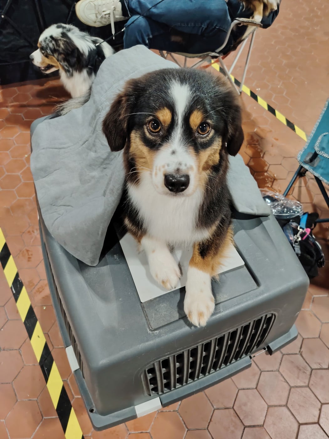 Ulf nokomis D'Asubakatchin - 1er Excellent CACS - classe ouverte femelle