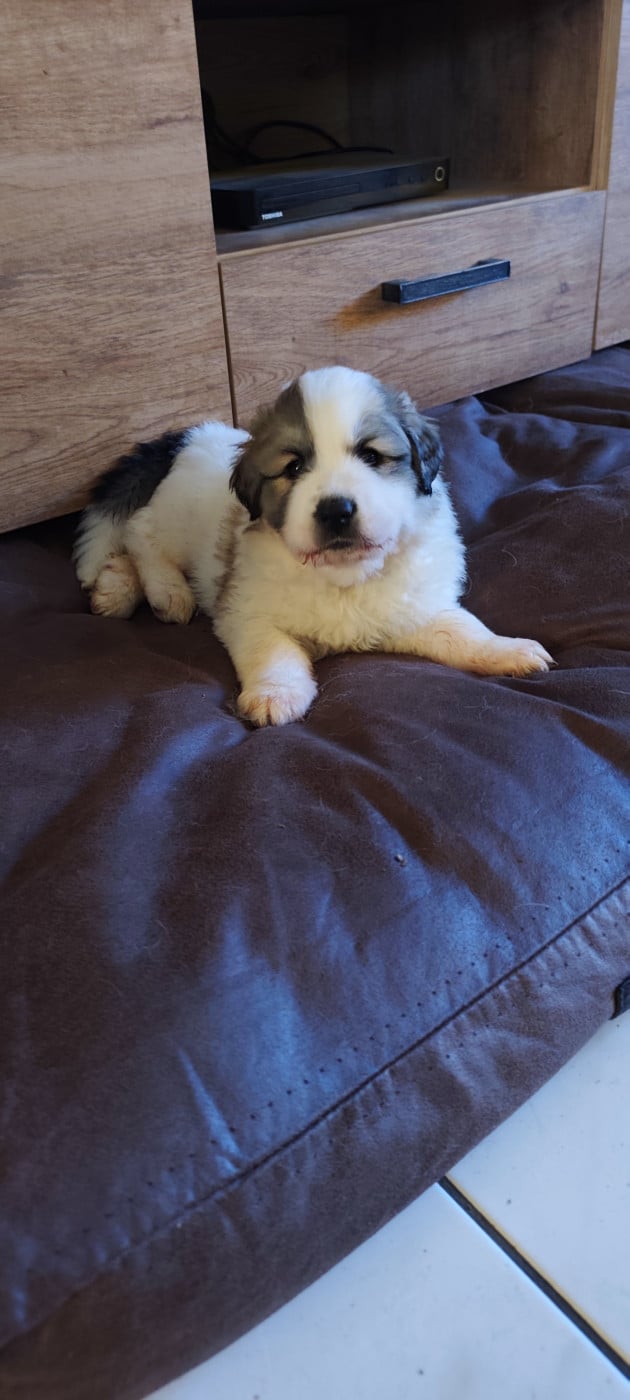 Berger des estives dorees - Chien de Montagne des Pyrenees