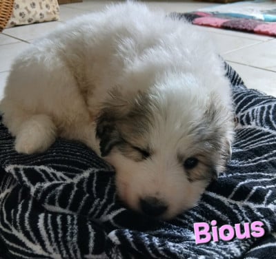 Les chiots de Chien de Montagne des Pyrenees