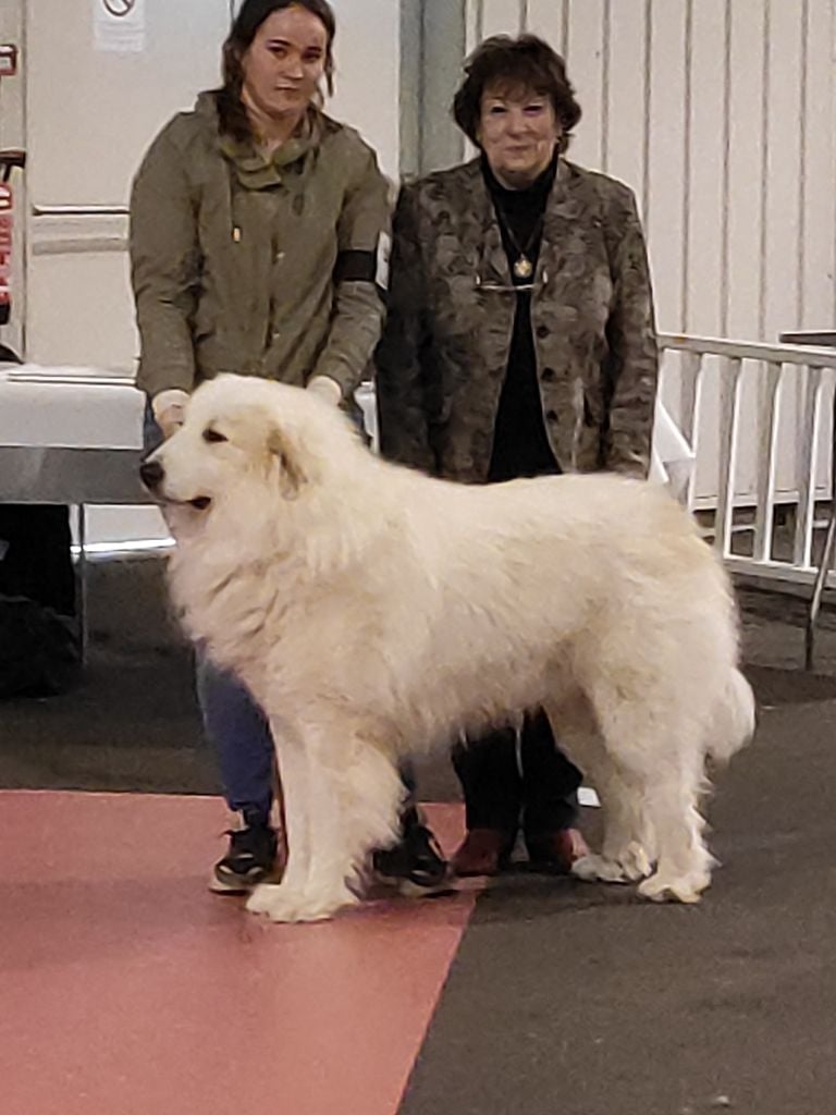 CH. Misky des Ecuries du Conti - 1er EXC CACS MEILLEUR DE RACE