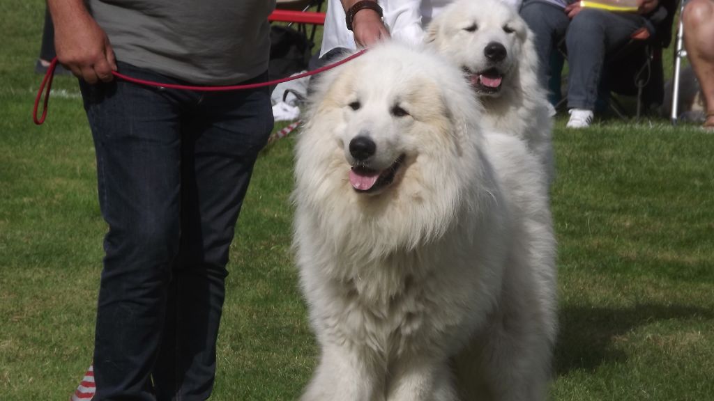 CH. Misky des Ecuries du Conti - exc