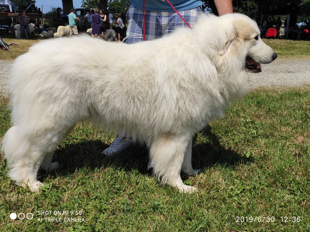 CH. Misky des Ecuries du Conti - 1er EXC CACS