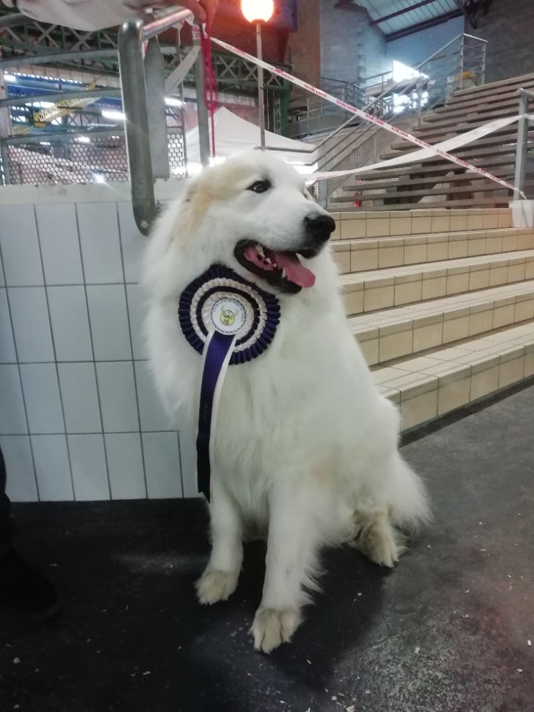 CH. Misky des Ecuries du Conti - 1er EXC CACS MEILLEUR DE RACE