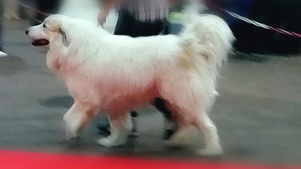 CH. Misky des Ecuries du Conti - 1er EXC RCACS RCACIB