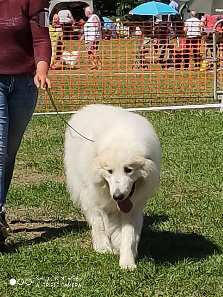CH. Misky des Ecuries du Conti - 1er EXC CAC MAILLEUR DE RACE