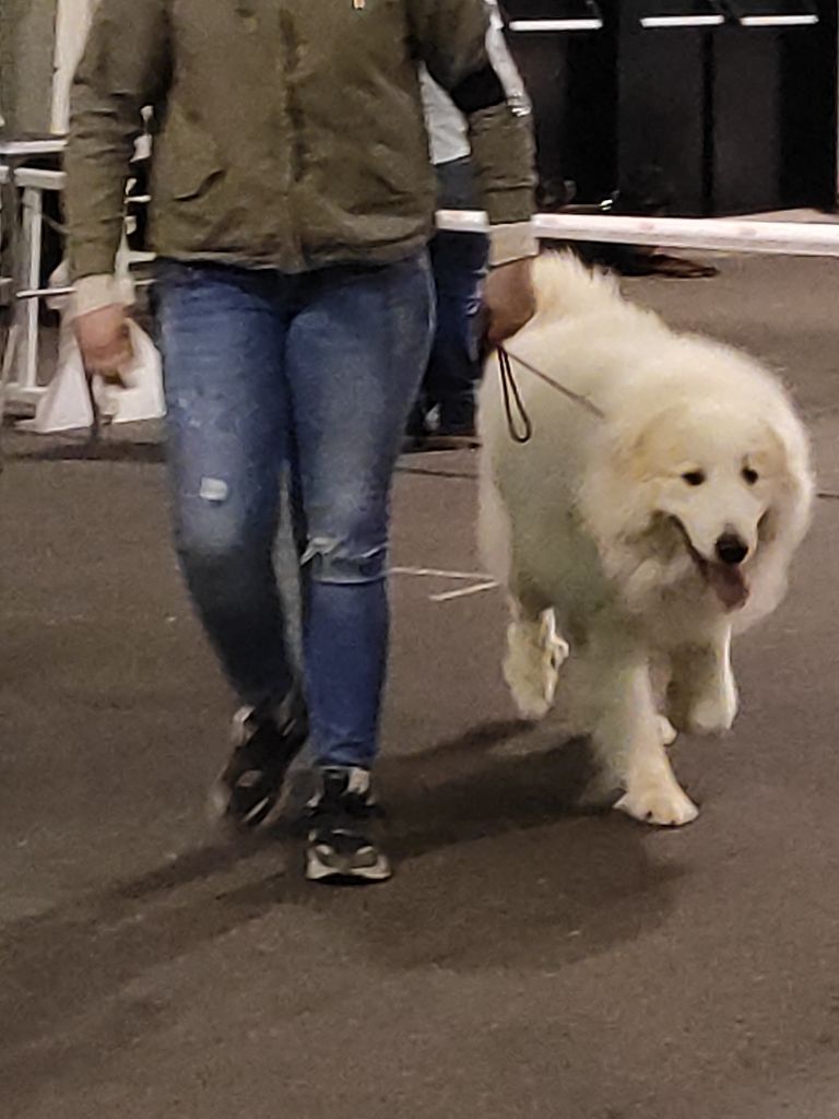 CH. Misky des Ecuries du Conti - 2eme exc RCACS RCACIB