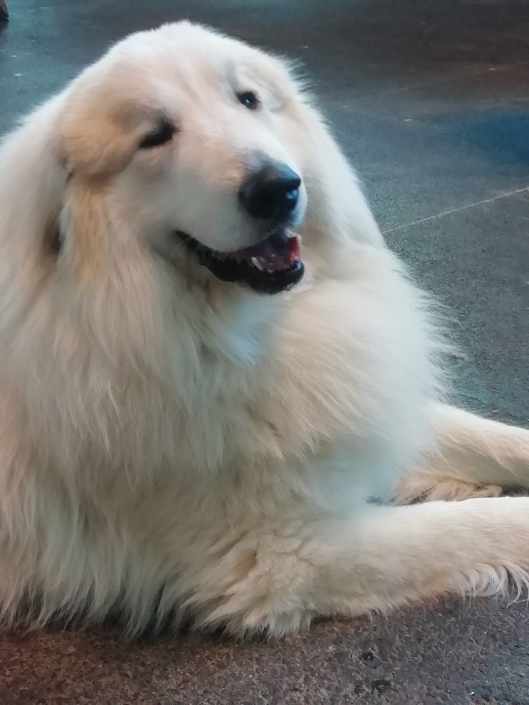 CH. Misky des Ecuries du Conti - 1er EXC CAC CACIB