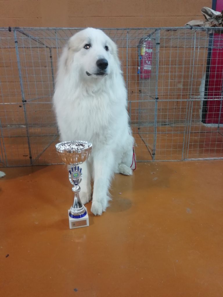 CH. Misky des Ecuries du Conti - 1er EXC CAC