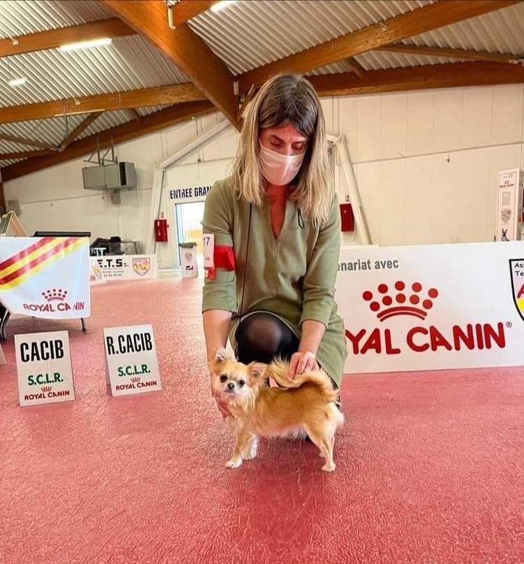 Rosebud beauty De L'Ecrin Vert - Très bon Classe jeune chihuahua poil long femelle et confirmation