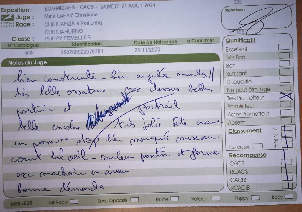 Rosebud beauty De L'Ecrin Vert - Très Prometteur Classe Puppy Chihuahua poil long femelle