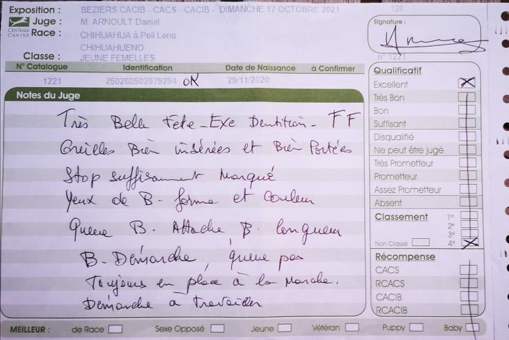 Rosebud beauty De L'Ecrin Vert - 4 ème excellent Classe jeune chihuahua à poil long femelle