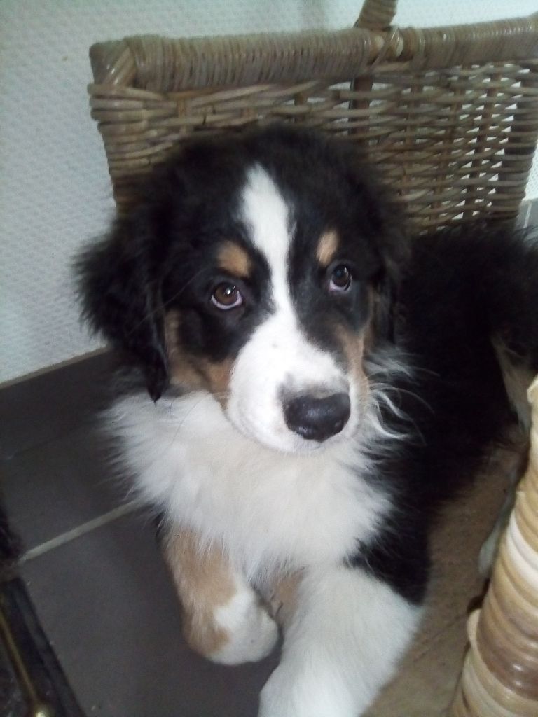 Chiot Berger Australien Prince Male Disponible En Bourgogne Franche Comte 21 Cote D Or Toutes Les Portees Les Chiots De Race Les Eleveurs Et Chiens De Race Sont Sur Chiens De France Com