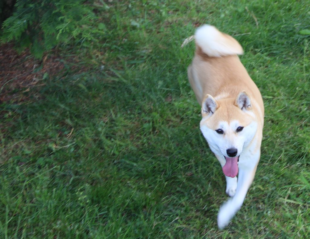 Publication : du Domaine les Trois Crocs Auteur : DU DOMAINE LES TROIS CROCS