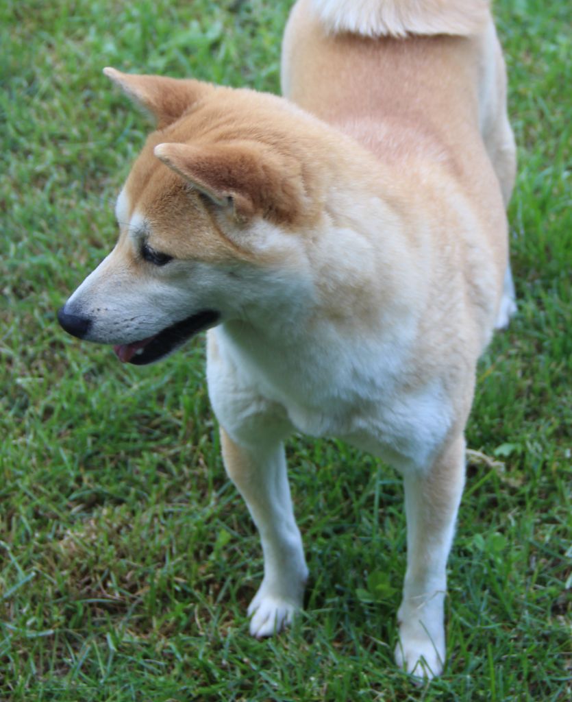 Publication : du Domaine les Trois Crocs Auteur : DU DOMAINE LES TROIS CROCS