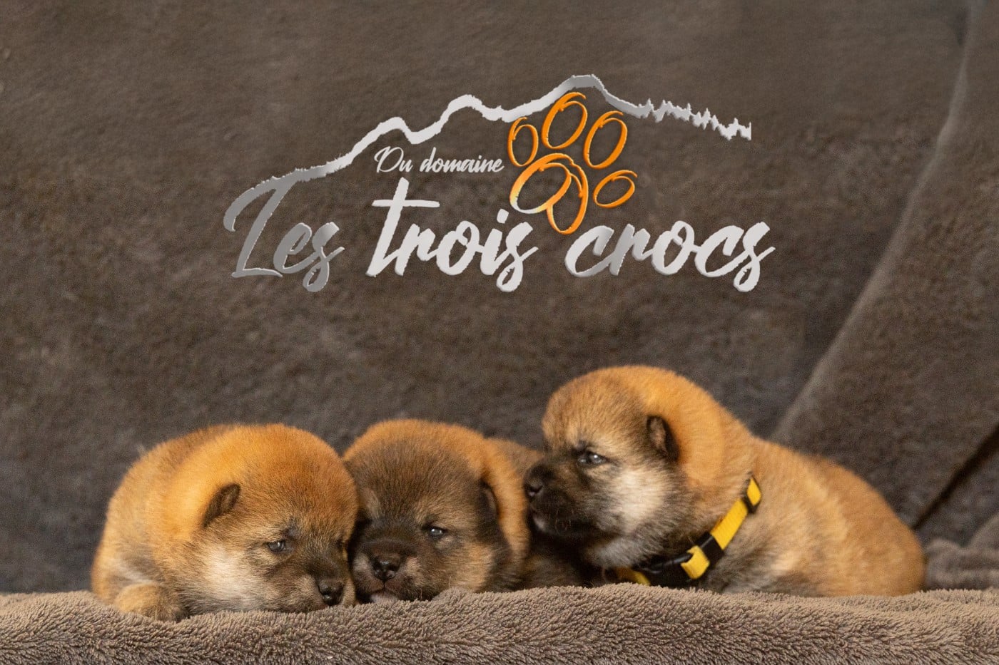 Shiba - du Domaine les Trois Crocs