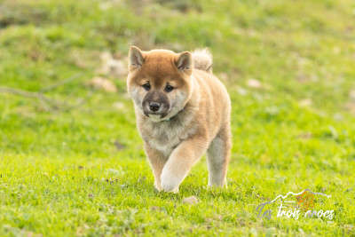 Les chiots de Shiba