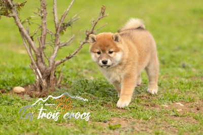 Les chiots de Shiba