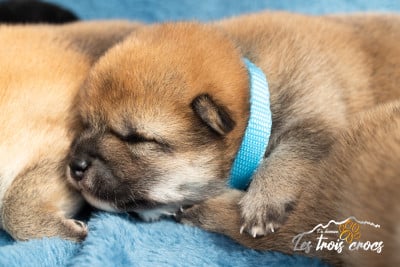 Les chiots de Shiba