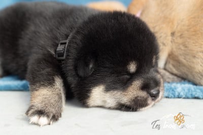 Les chiots de Shiba