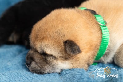 Les chiots de Shiba