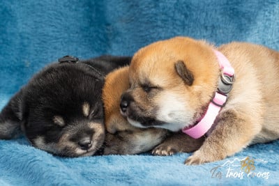 Les chiots de Shiba