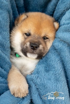 Les chiots de Shiba