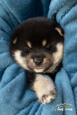 Les chiots de Shiba