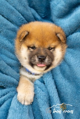 Les chiots de Shiba