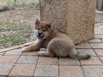 Les chiots de Shiba