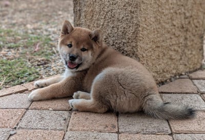 Les chiots de Shiba