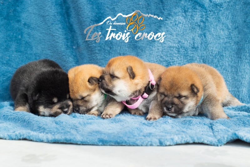 Shiba - du Domaine les Trois Crocs