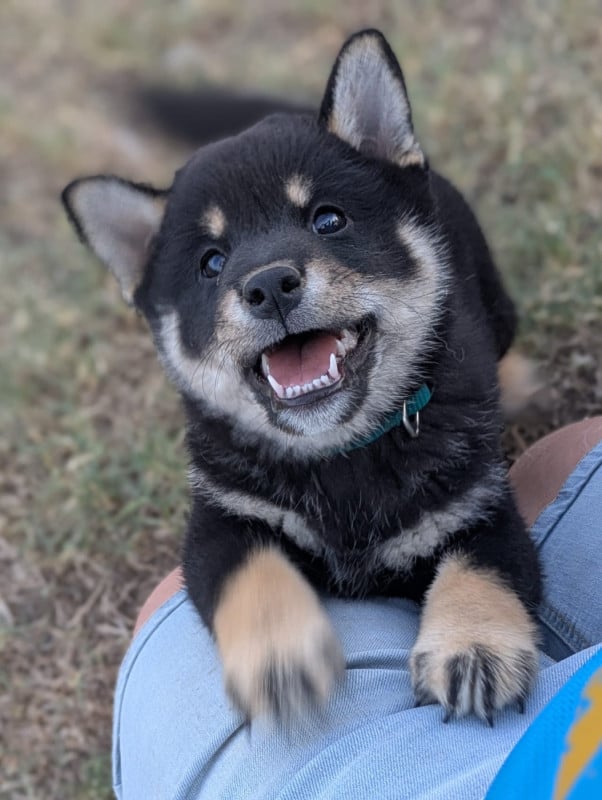 Shiba - du Domaine les Trois Crocs