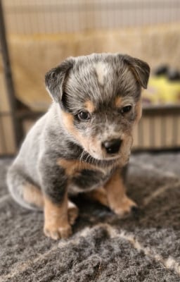 Les chiots de Bouvier australien