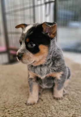 Les chiots de Bouvier australien