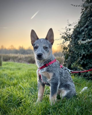 Les chiots de Bouvier australien
