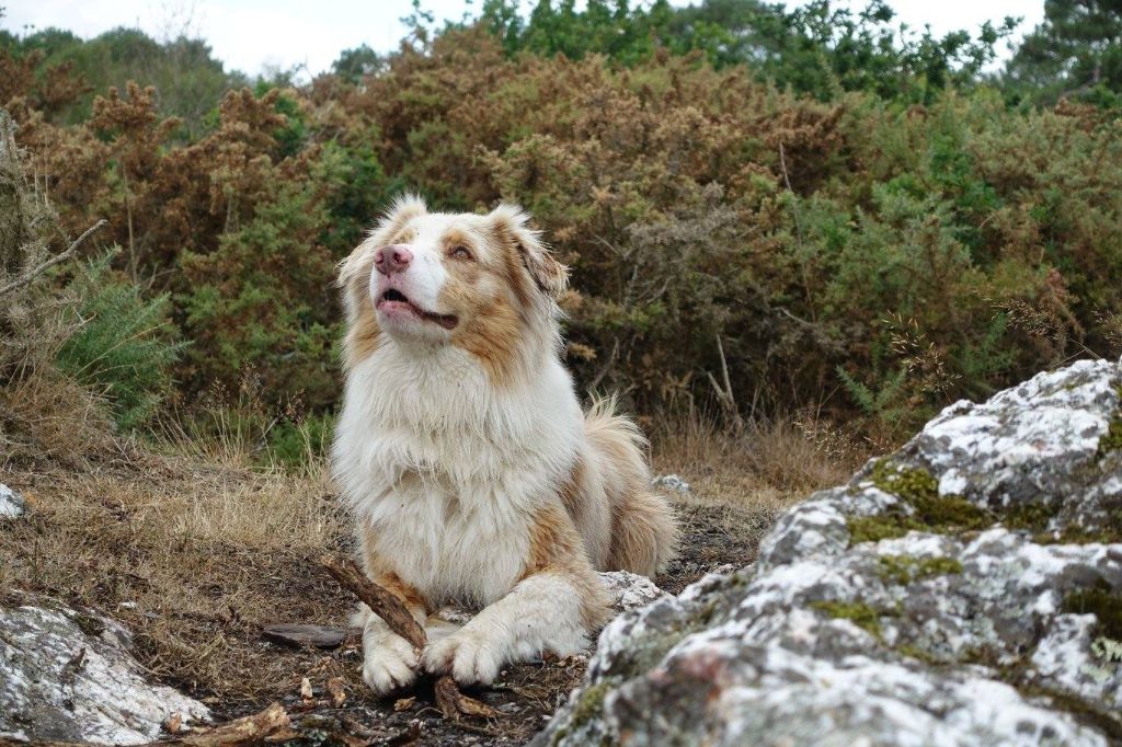 Publication : (Sans Affixe) Auteur : proprietaire