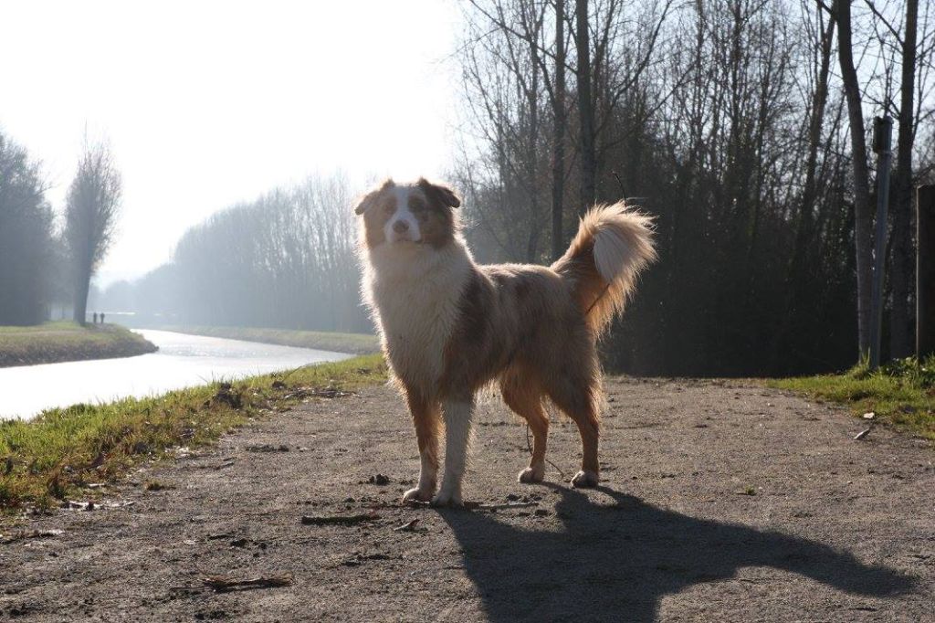 Publication : (Sans Affixe) Auteur : proprietaire