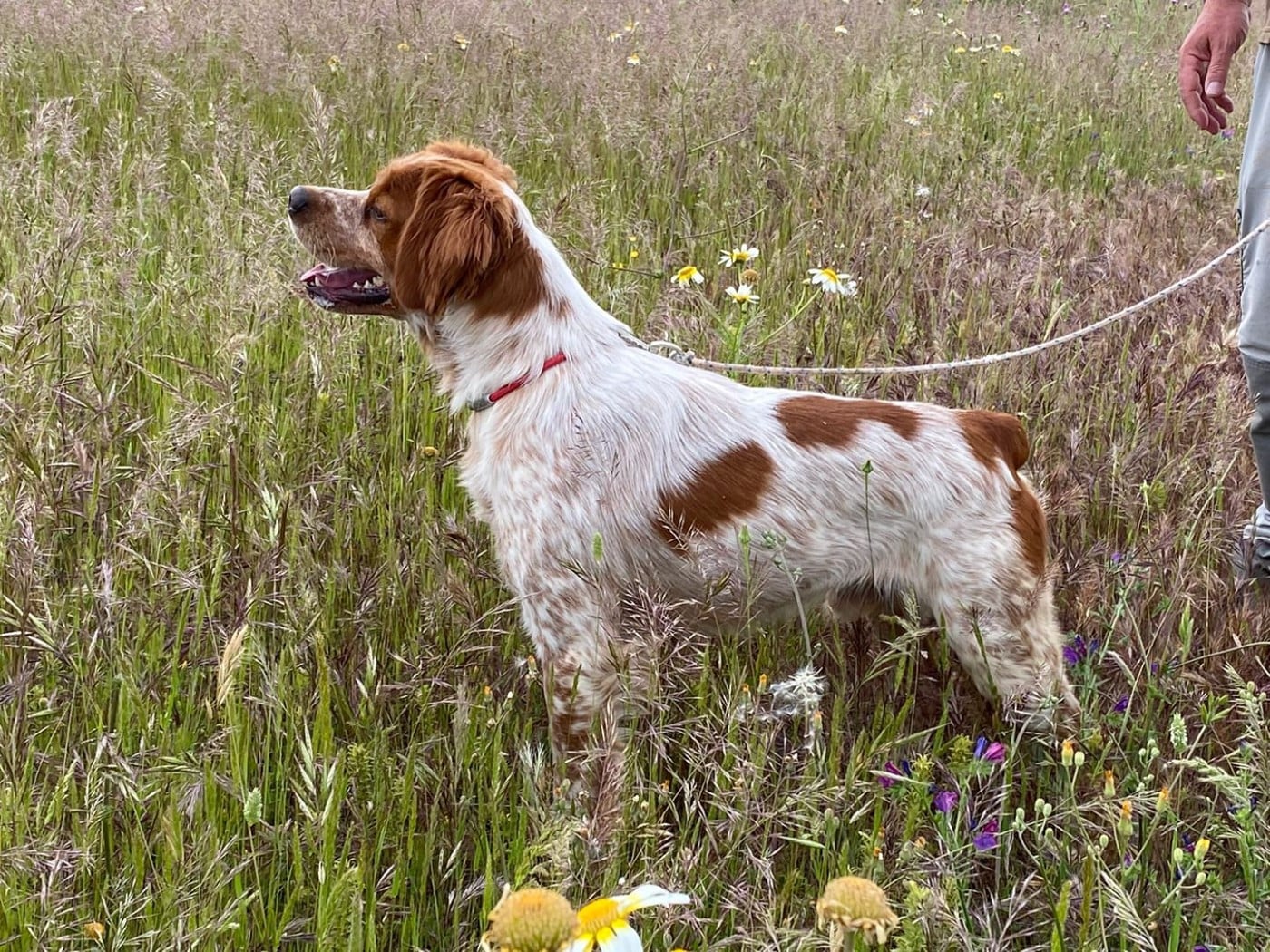 Dax De Los Majadales