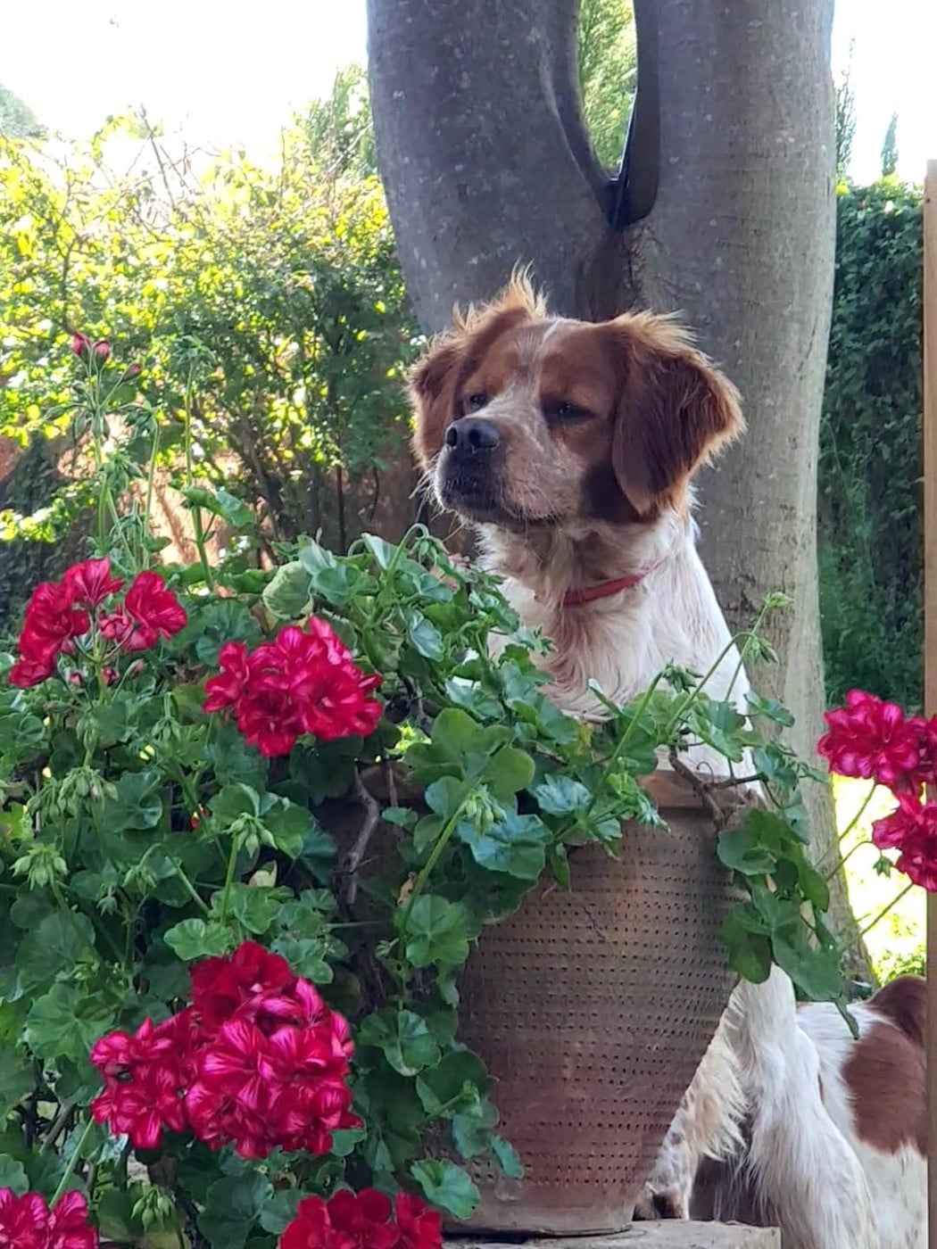 Dax De Los Majadales