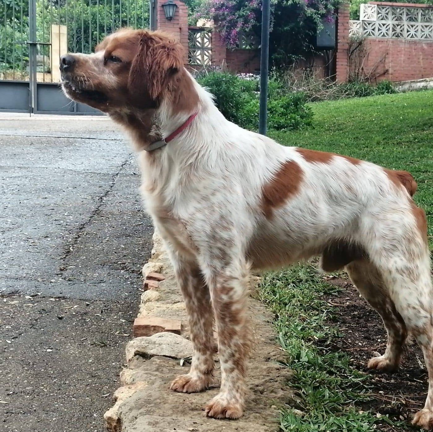 Dax De Los Majadales