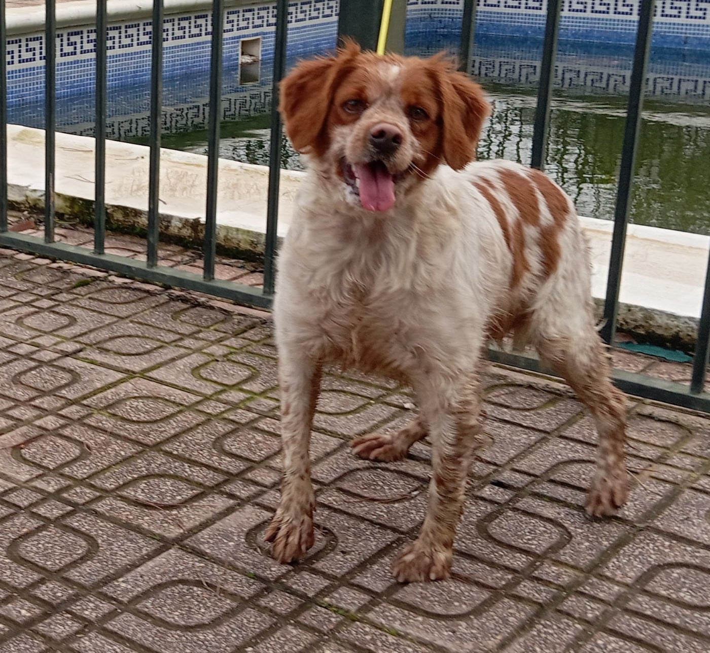 Triana De Los Majadales