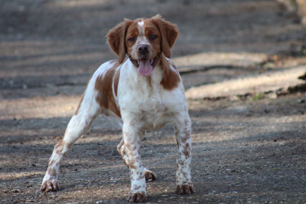 Yambo  De Los Majadales