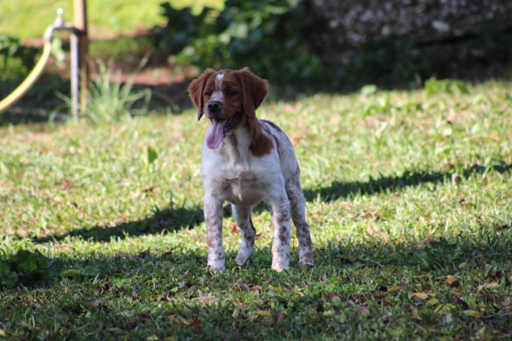 Yambo  De Los Majadales