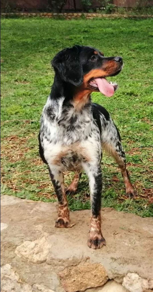 Publication : De Los Majadales