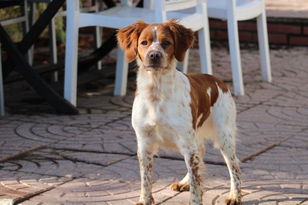 Publication : De Los Majadales