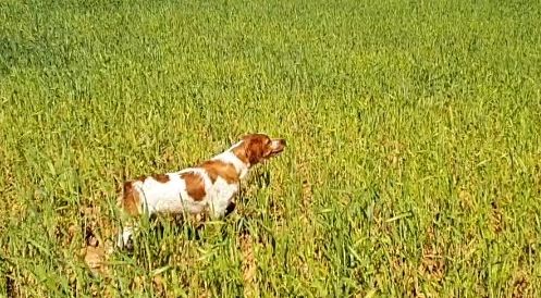 Publication : De Los Majadales