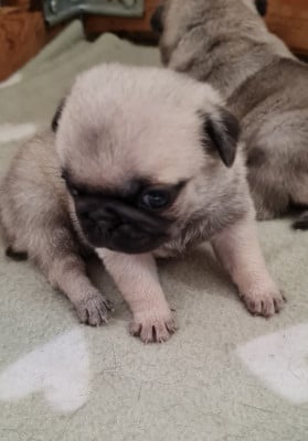 Les chiots de Carlin