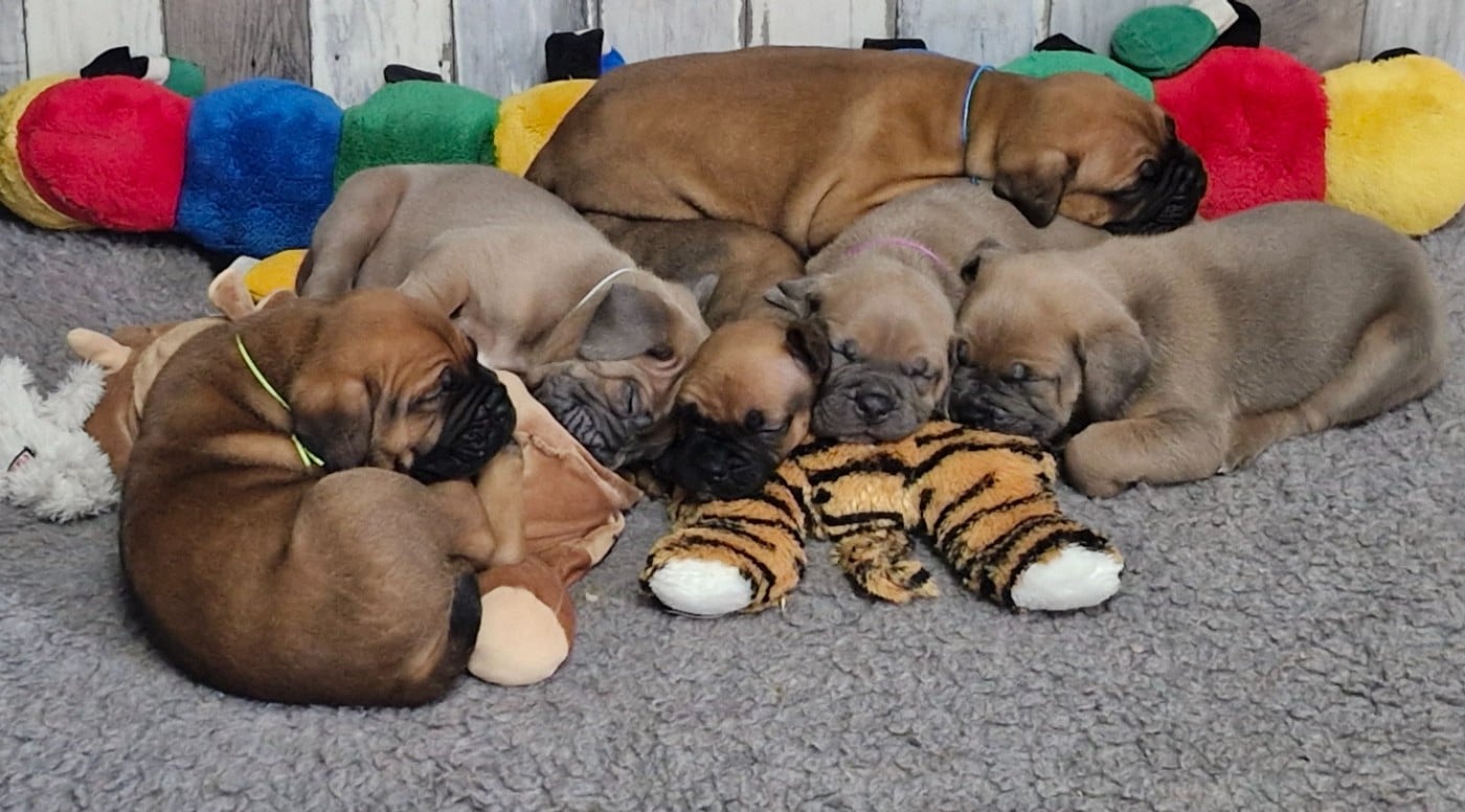 Cane Corso - Des Terres Saintauloises