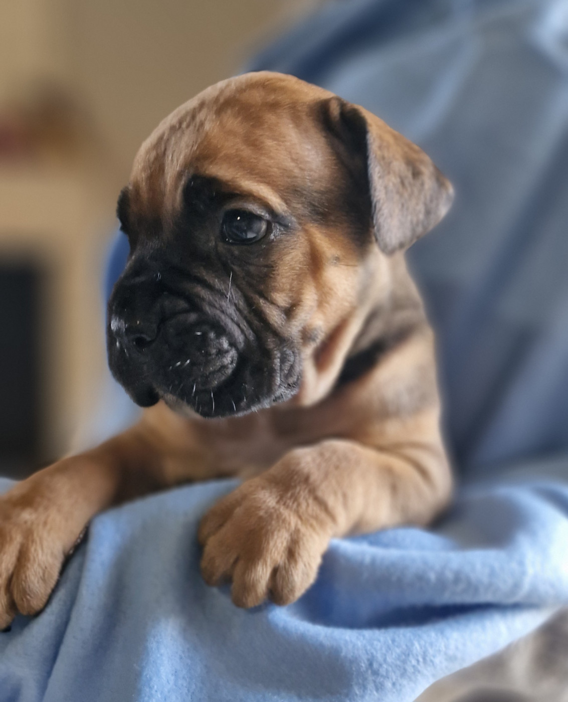 Sans collier - Cane Corso